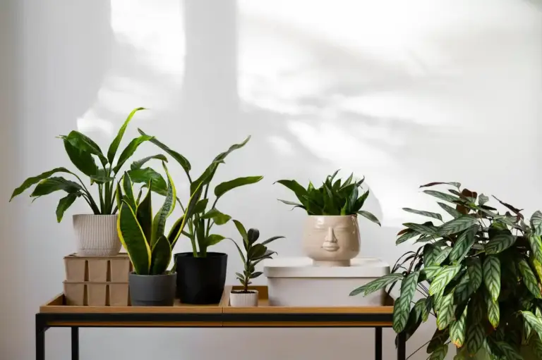 indoor air purifying plants home