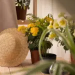cozy home interior affordable lighting plants decor