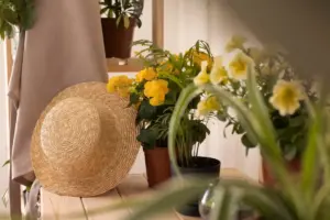 cozy home interior affordable lighting plants decor