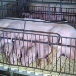 De risico's en implicaties van de handelsovereenkomst tussen de EU en Mercosur