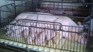 De risico's en implicaties van de handelsovereenkomst tussen de EU en Mercosur